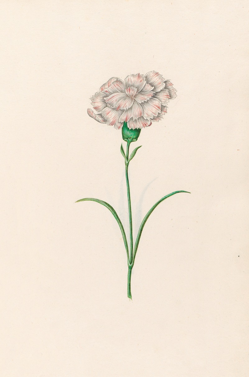 Magdelena Rosina Funck - Carnation