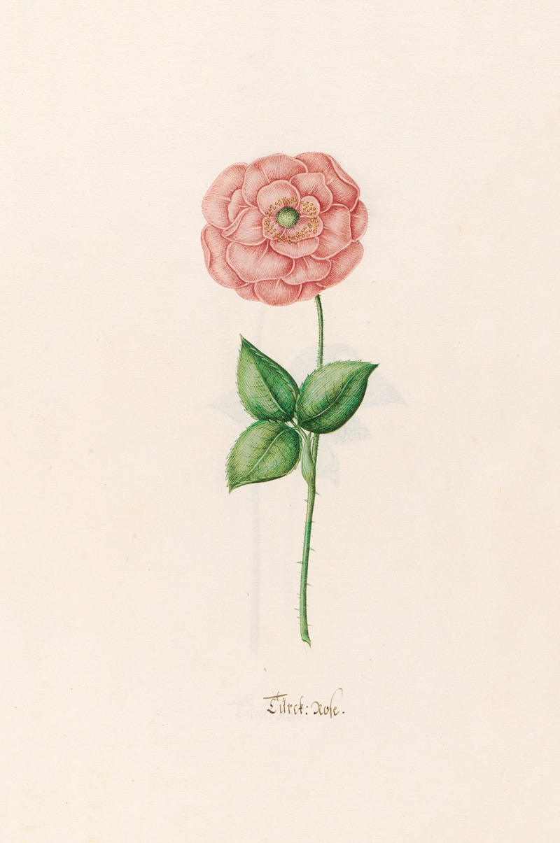 Magdelena Rosina Funck - Türck. Rose