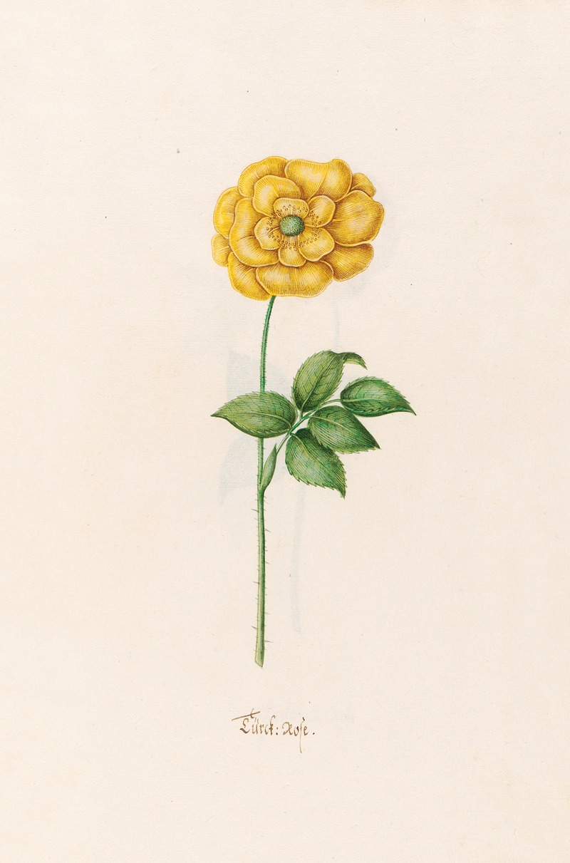 Magdelena Rosina Funck - Türck. Rose