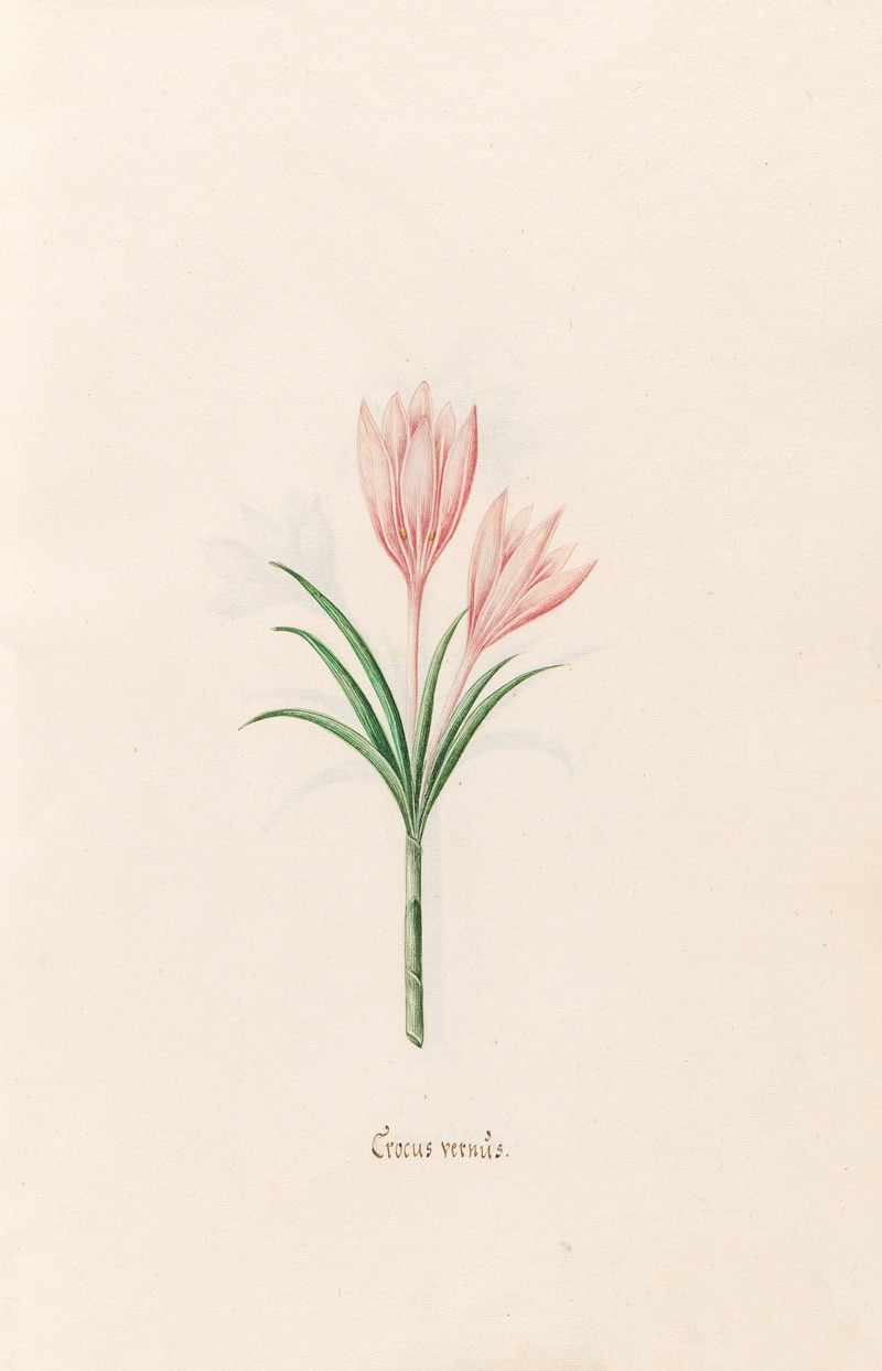 Magdelena Rosina Funck - Crocus vernüs