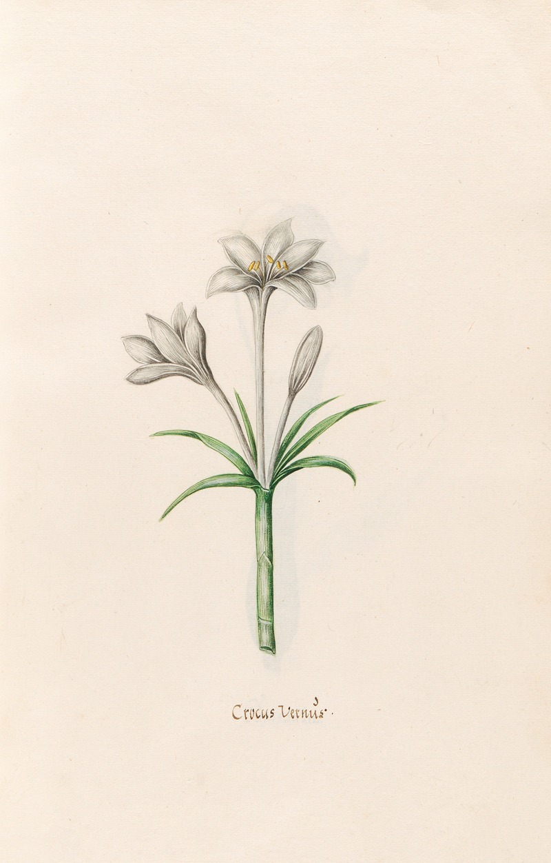 Magdelena Rosina Funck - Crocus Vernüs