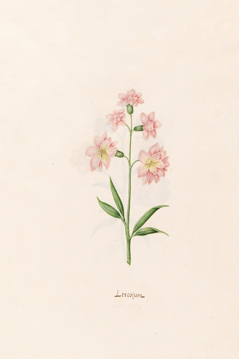 Magdelena Rosina Funck - Leucojum