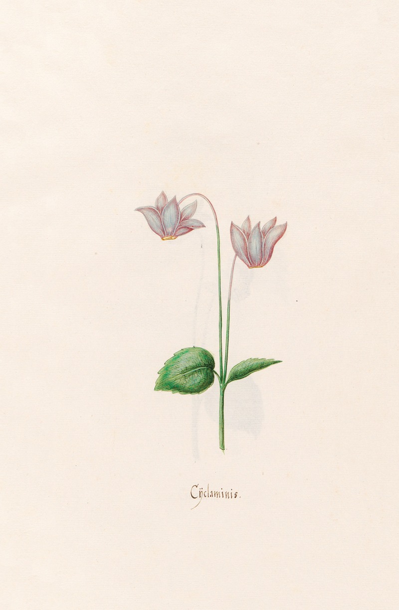 Magdelena Rosina Funck - Cÿclaminis. [Cyclamen]