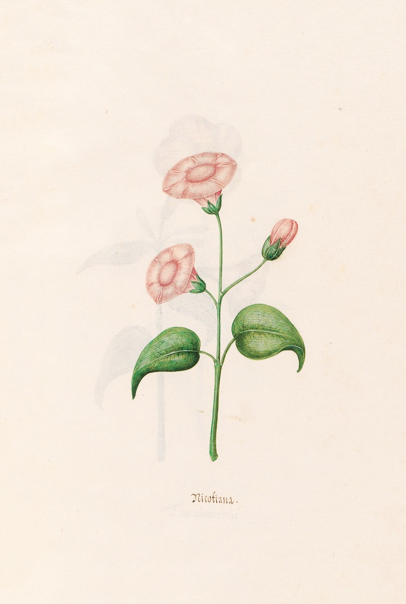 Magdelena Rosina Funck - Nicotiana