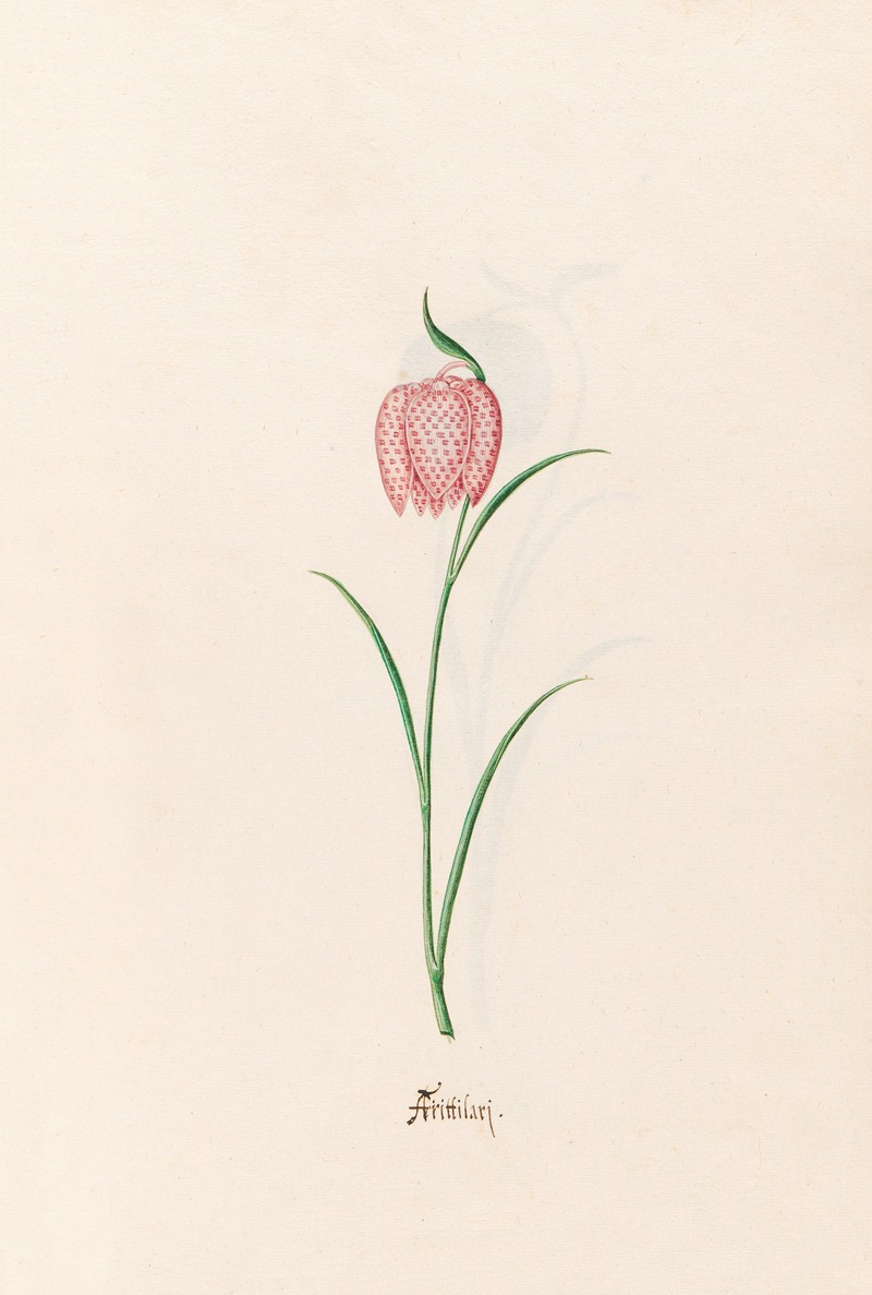 Magdelena Rosina Funck - Frittilari. [Fritillaria]