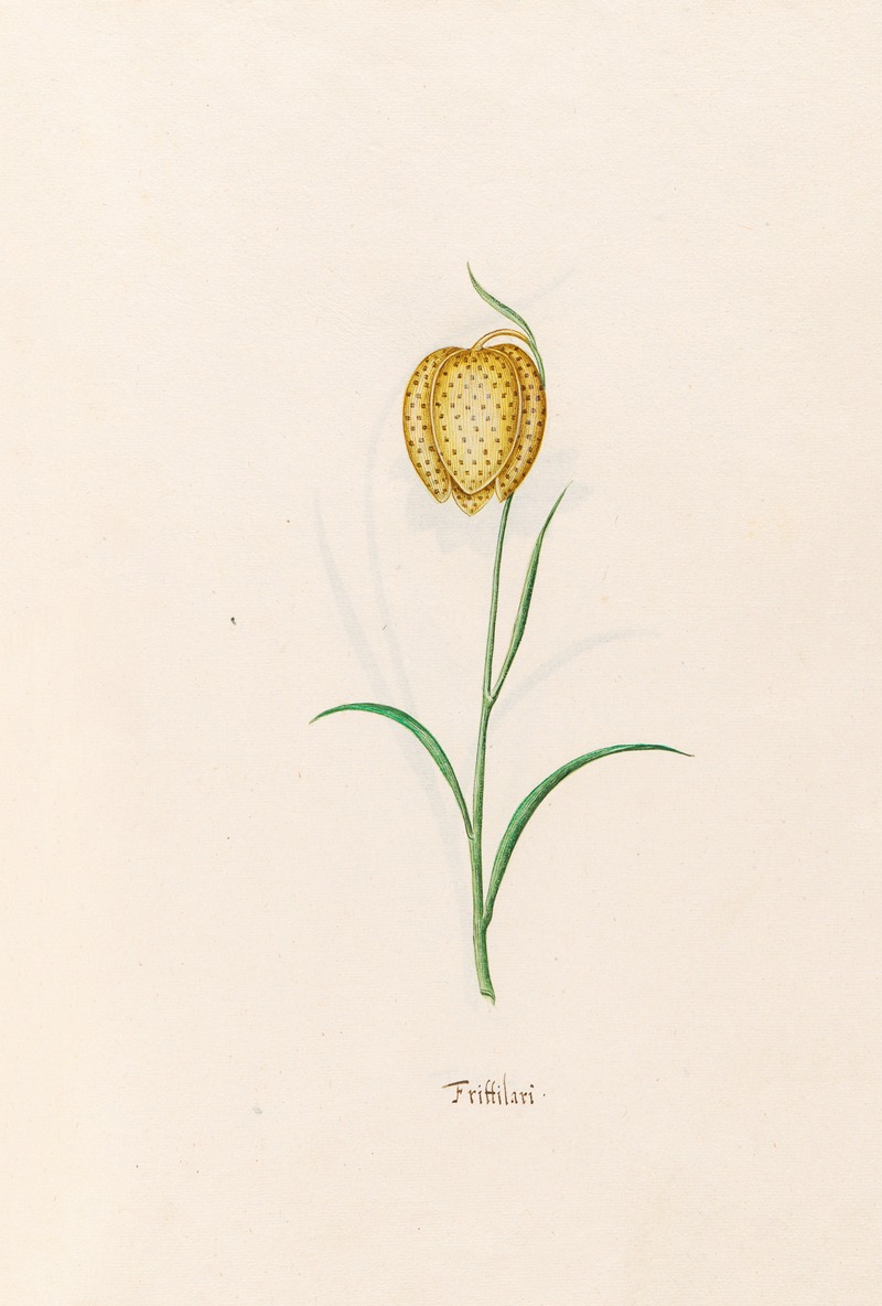 Magdelena Rosina Funck - Frittilari. [Fritillaria]