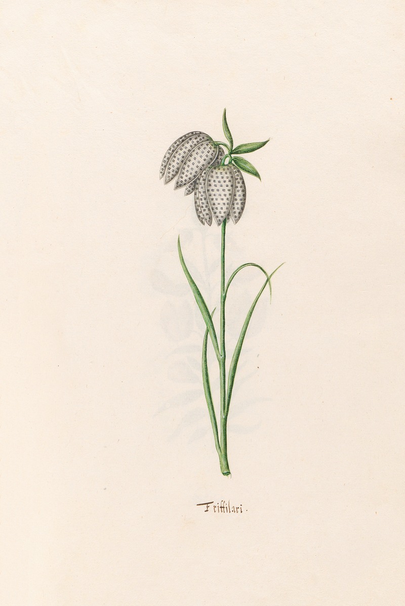 Magdelena Rosina Funck - Frittilari. [Fritillaria]