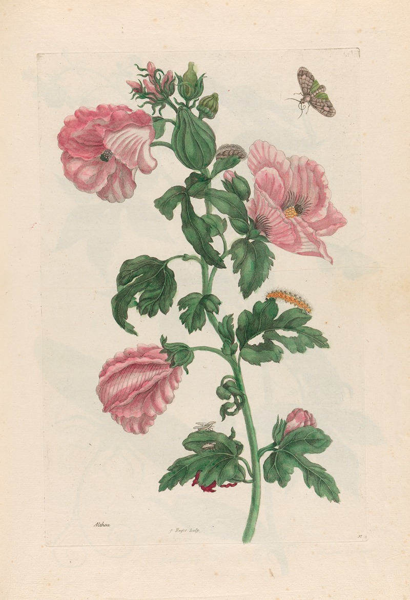 Maria Sibylla Merian - Althea