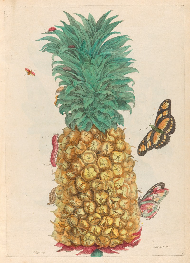 Maria Sibylla Merian - Ananas mur