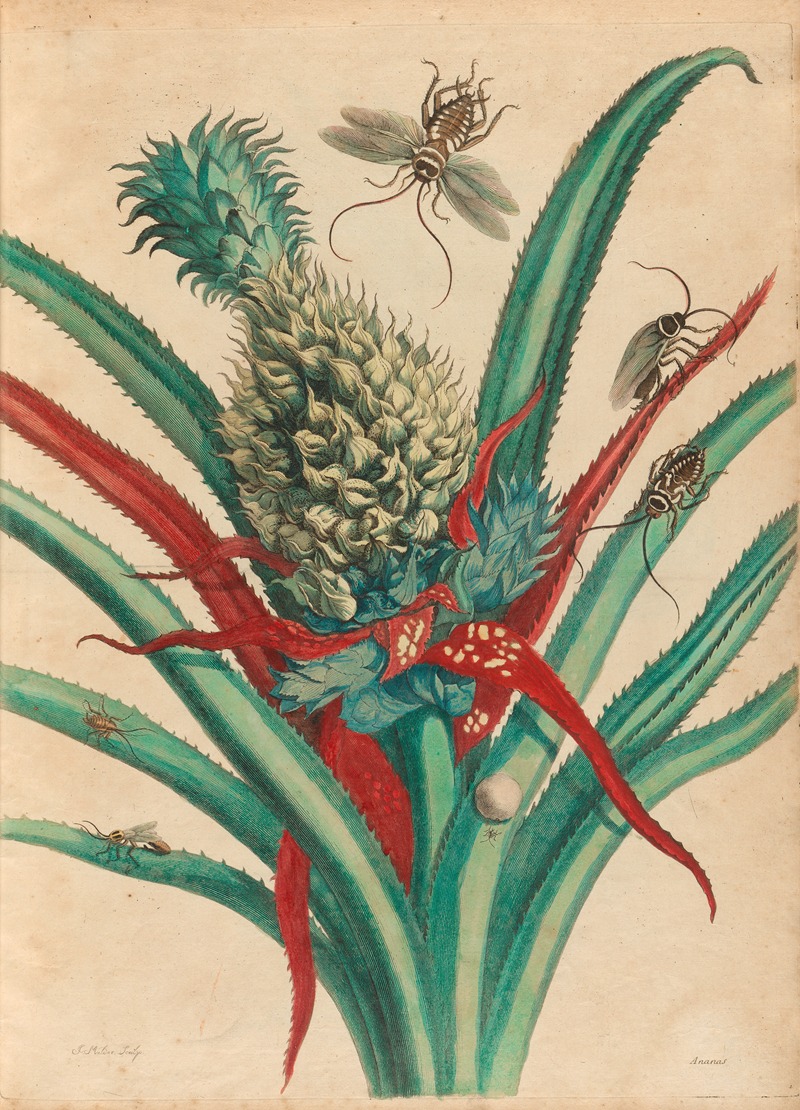 Maria Sibylla Merian - Ananas