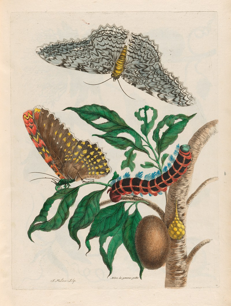 Maria Sibylla Merian - Arbre de gomme-gutte