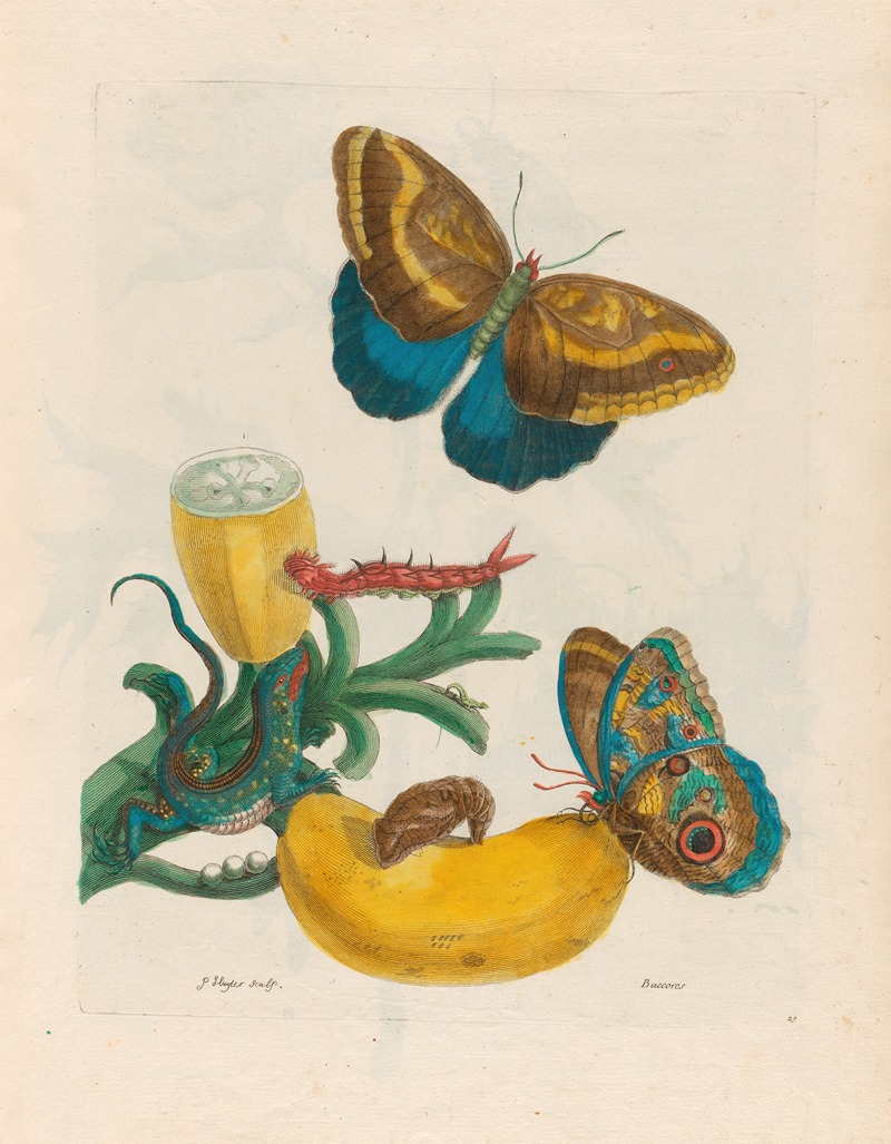 Maria Sibylla Merian - Baccores