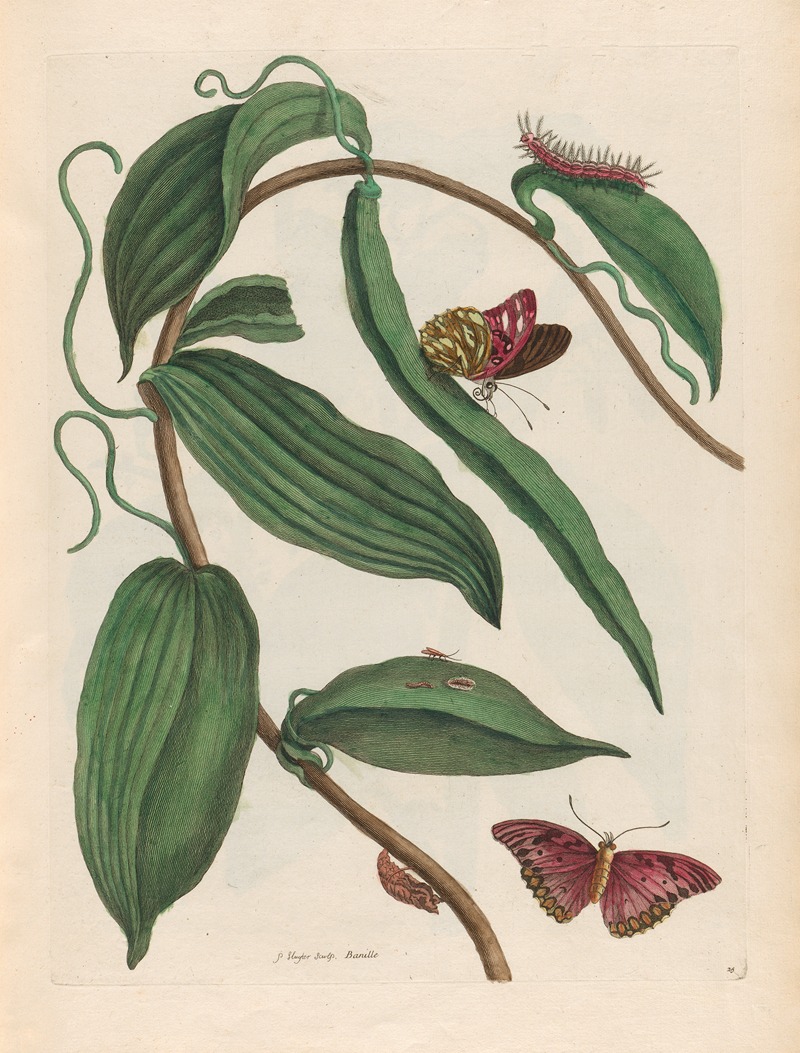 Maria Sibylla Merian - Banille