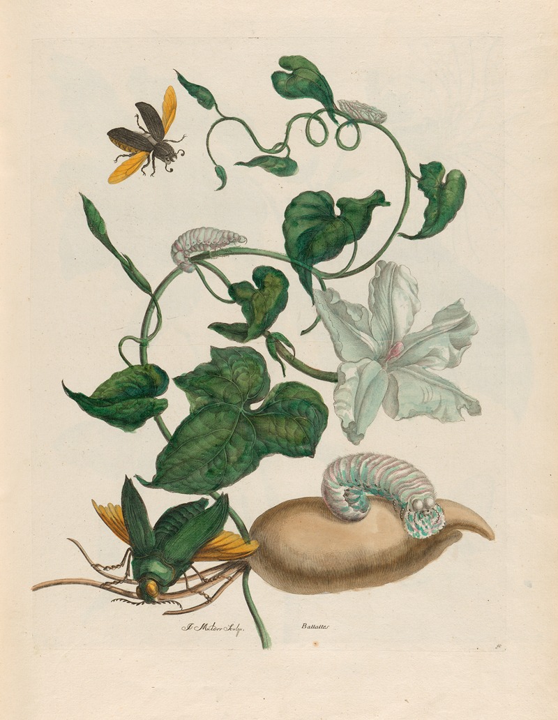 Maria Sibylla Merian - Battattes