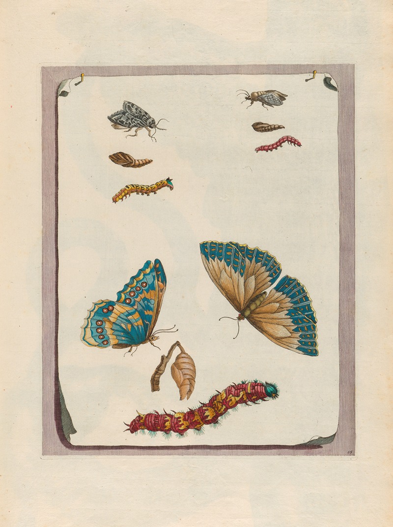 Maria Sibylla Merian - Blue butterflies