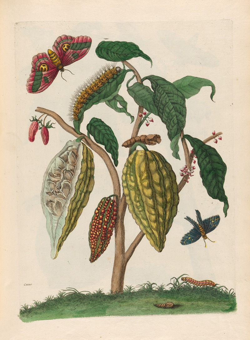 Maria Sibylla Merian - Cacao.