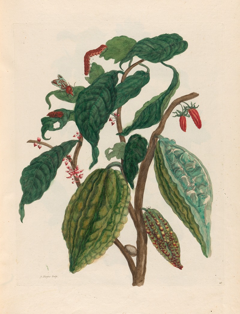 Maria Sibylla Merian - Cacao