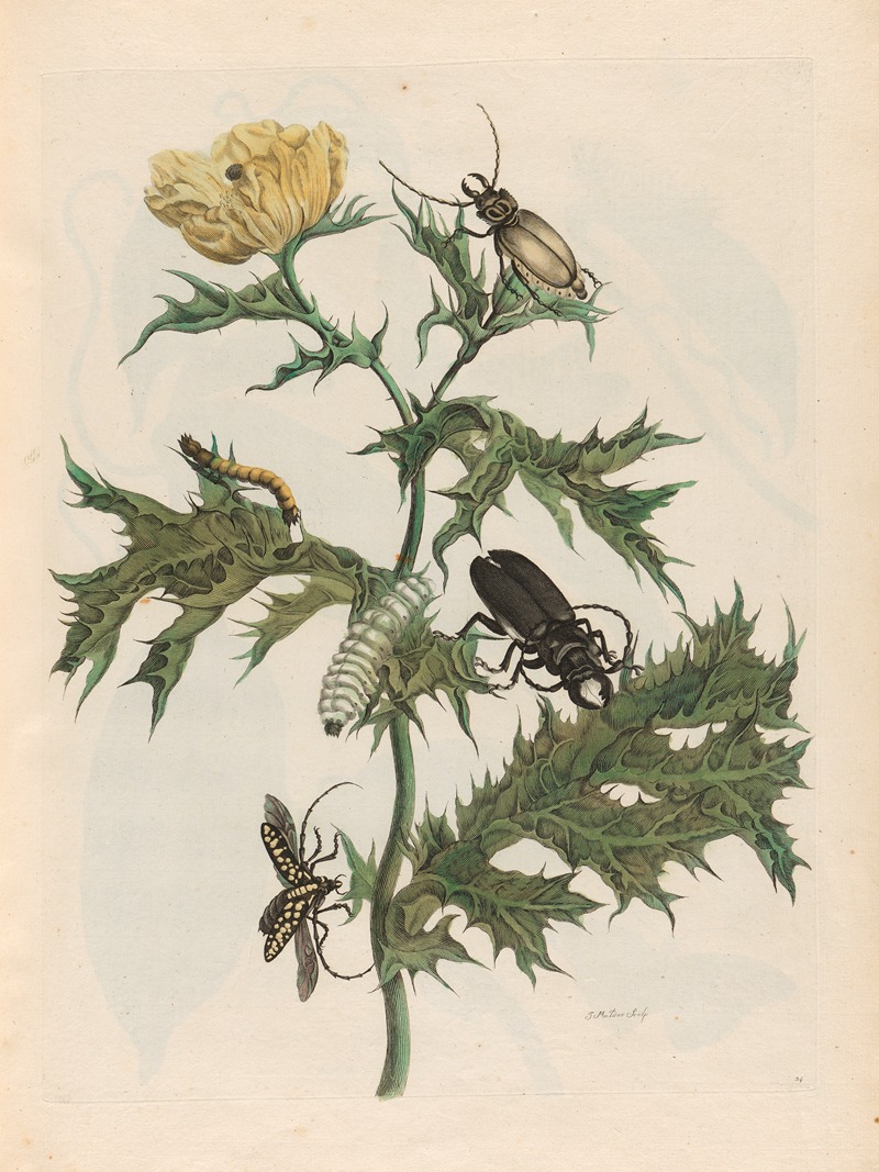 Maria Sibylla Merian - Carduus spinosus