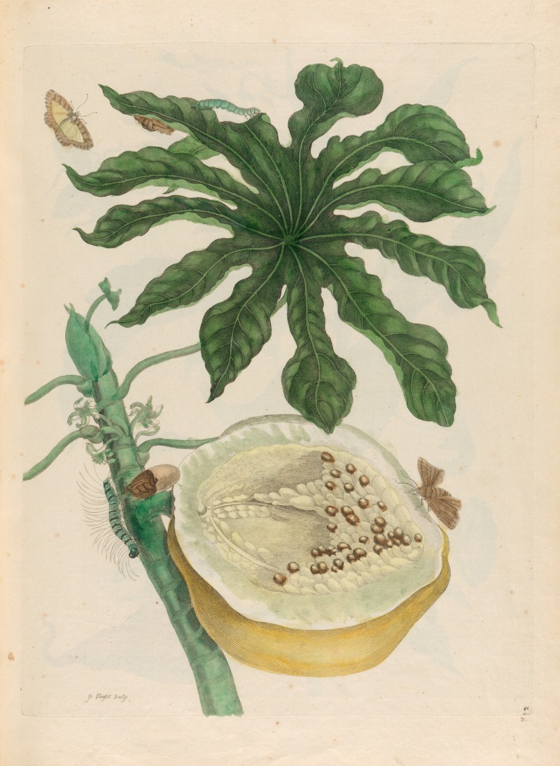 Maria Sibylla Merian - Carica papaya