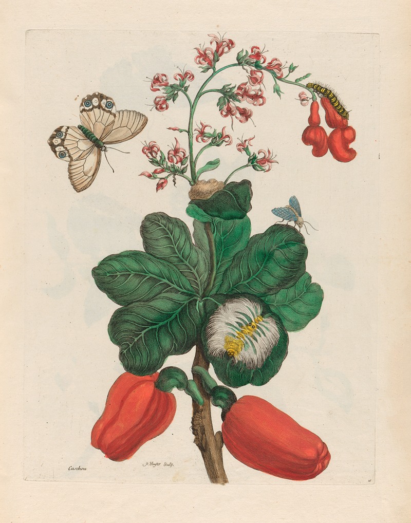 Maria Sibylla Merian - Caschou