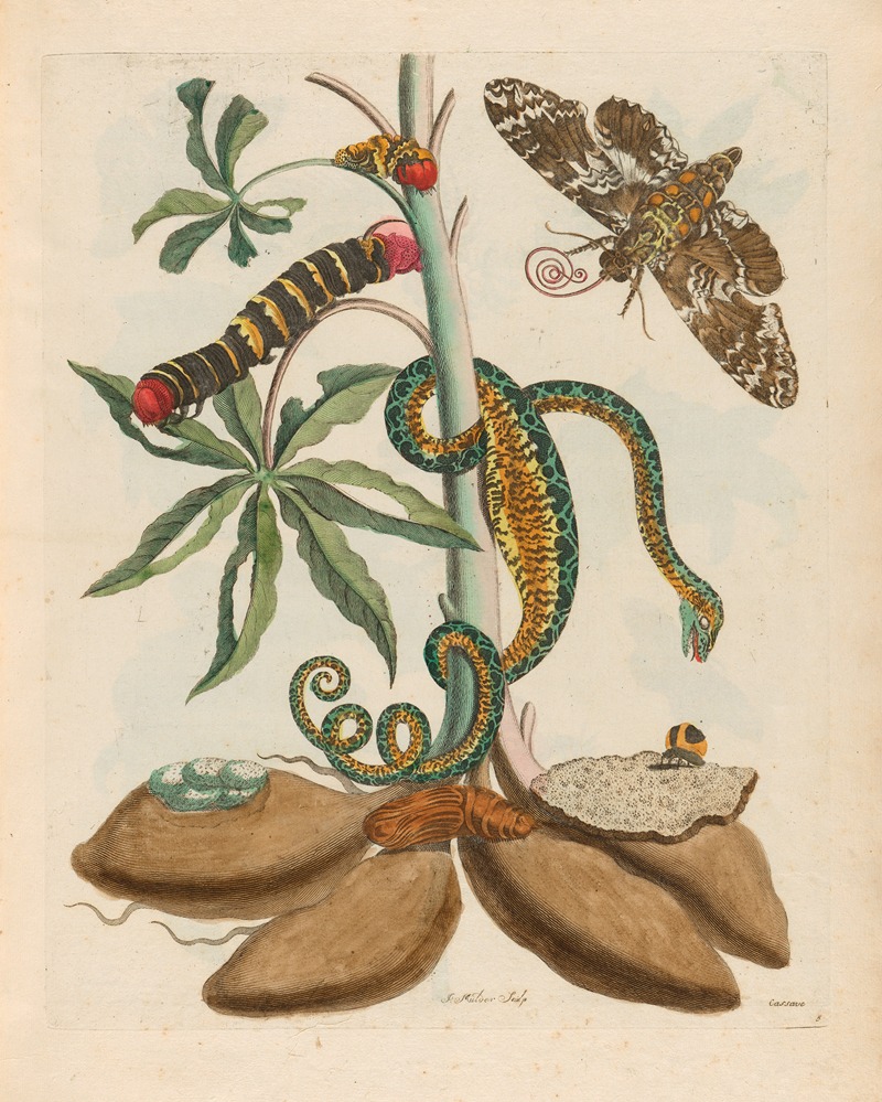 Maria Sibylla Merian - Cassave.