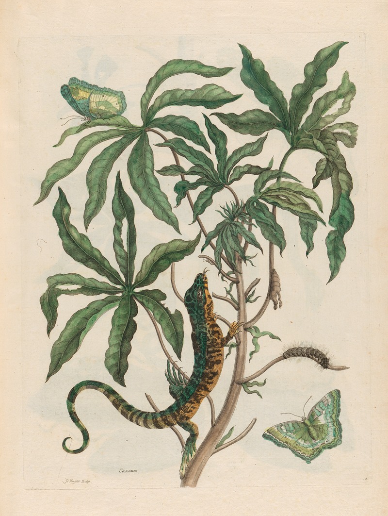 Maria Sibylla Merian - Cassave