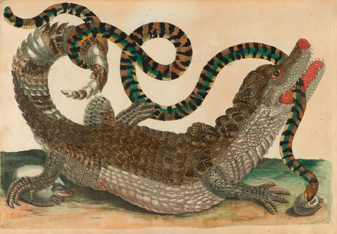 Maria Sibylla Merian - Cayman