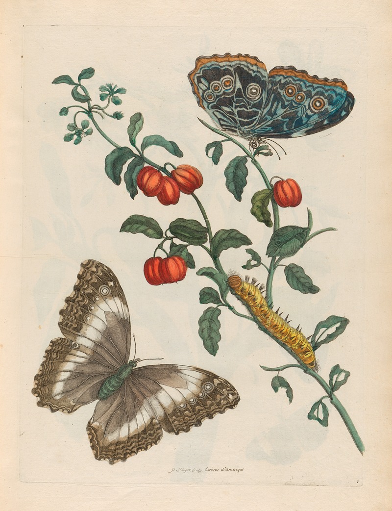 Maria Sibylla Merian - Cerises d’Amerique