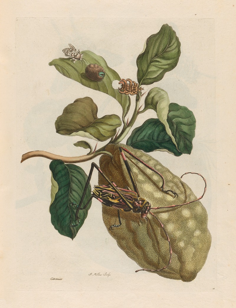 Maria Sibylla Merian - Citronier