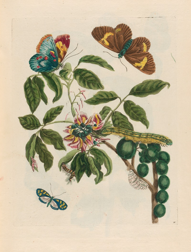 Maria Sibylla Merian - Coronilla Americana arborescens