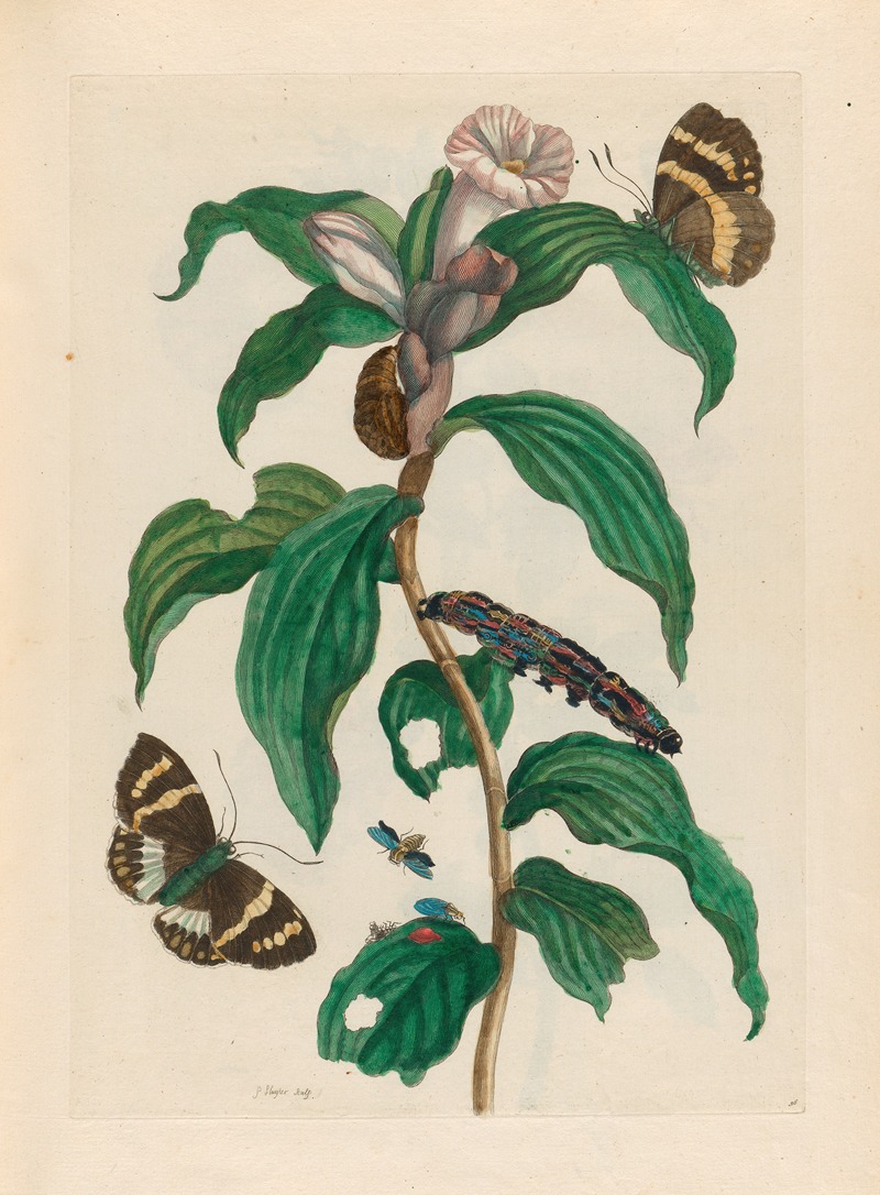 Maria Sibylla Merian - Costus arabicus