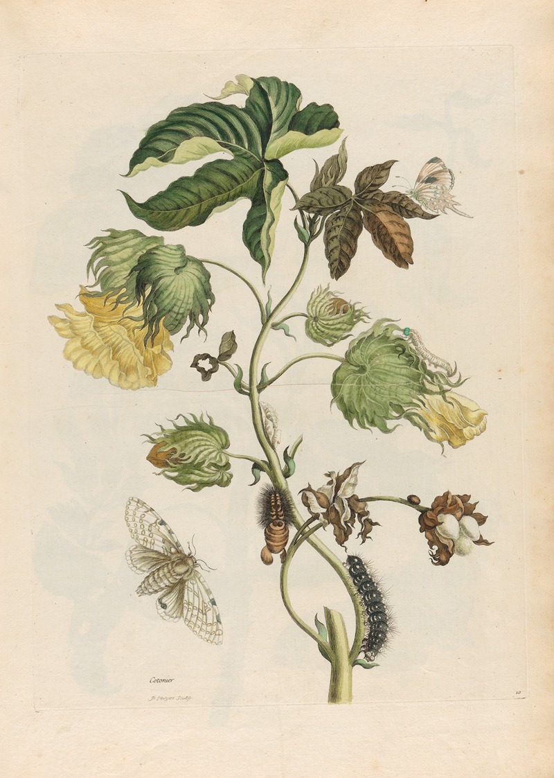 Maria Sibylla Merian - Cotonier