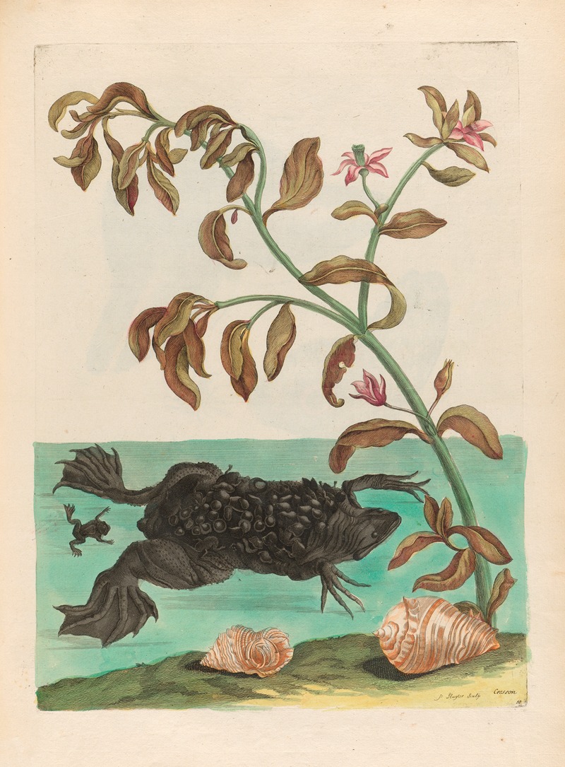 Maria Sibylla Merian - Cresson