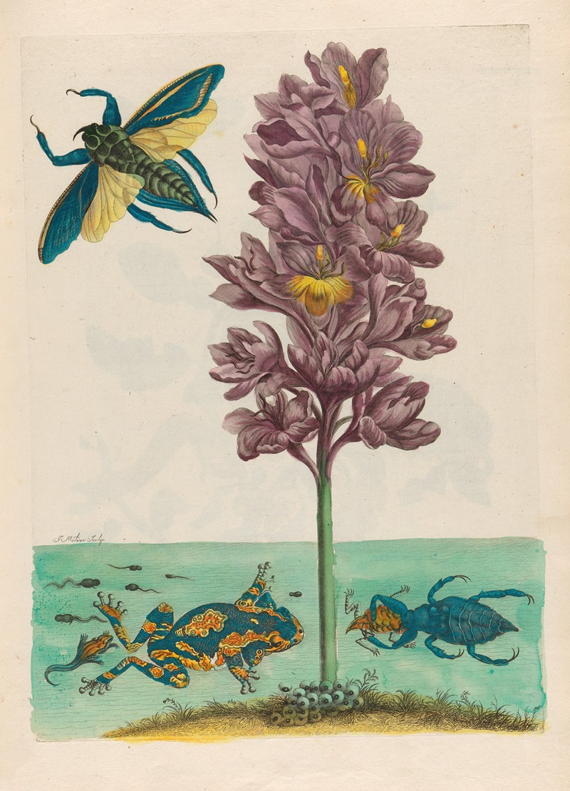 Maria Sibylla Merian - Eichhornia crassipes