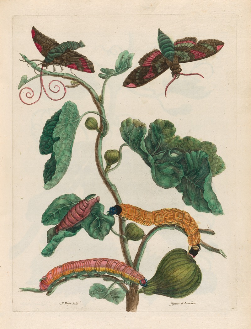 Maria Sibylla Merian - Figuier d’Amerique