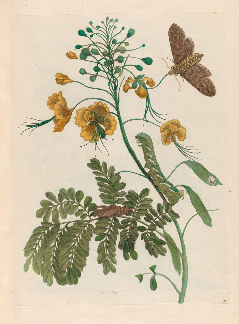 Maria Sibylla Merian - Flos Pavonis