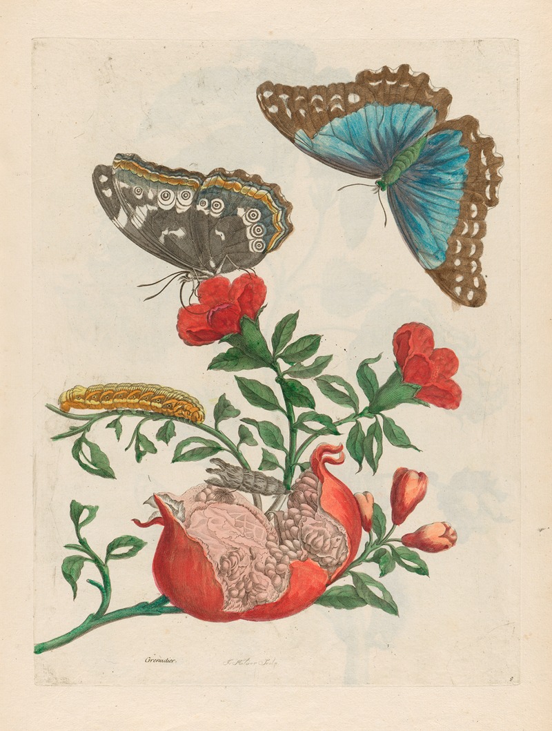 Maria Sibylla Merian - Grenadier