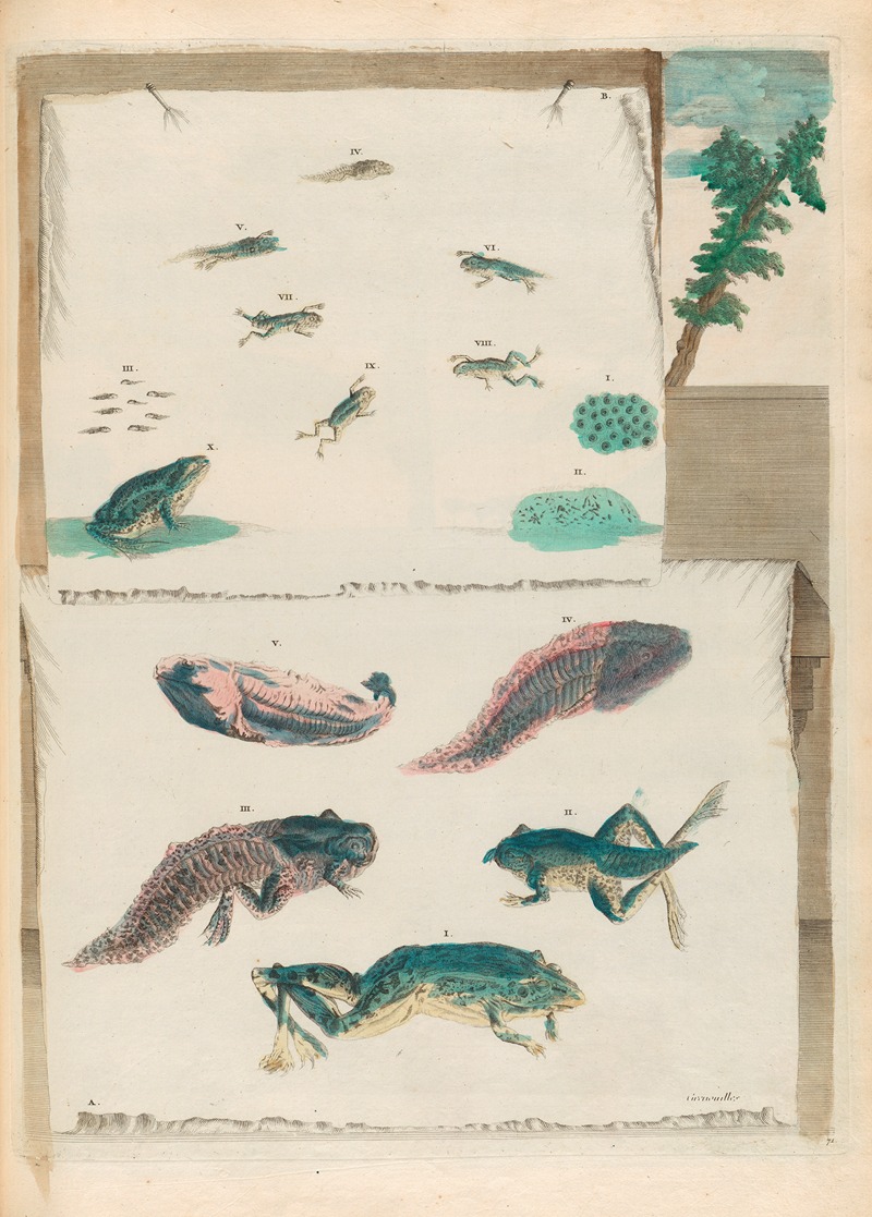 Maria Sibylla Merian - Grenouilles