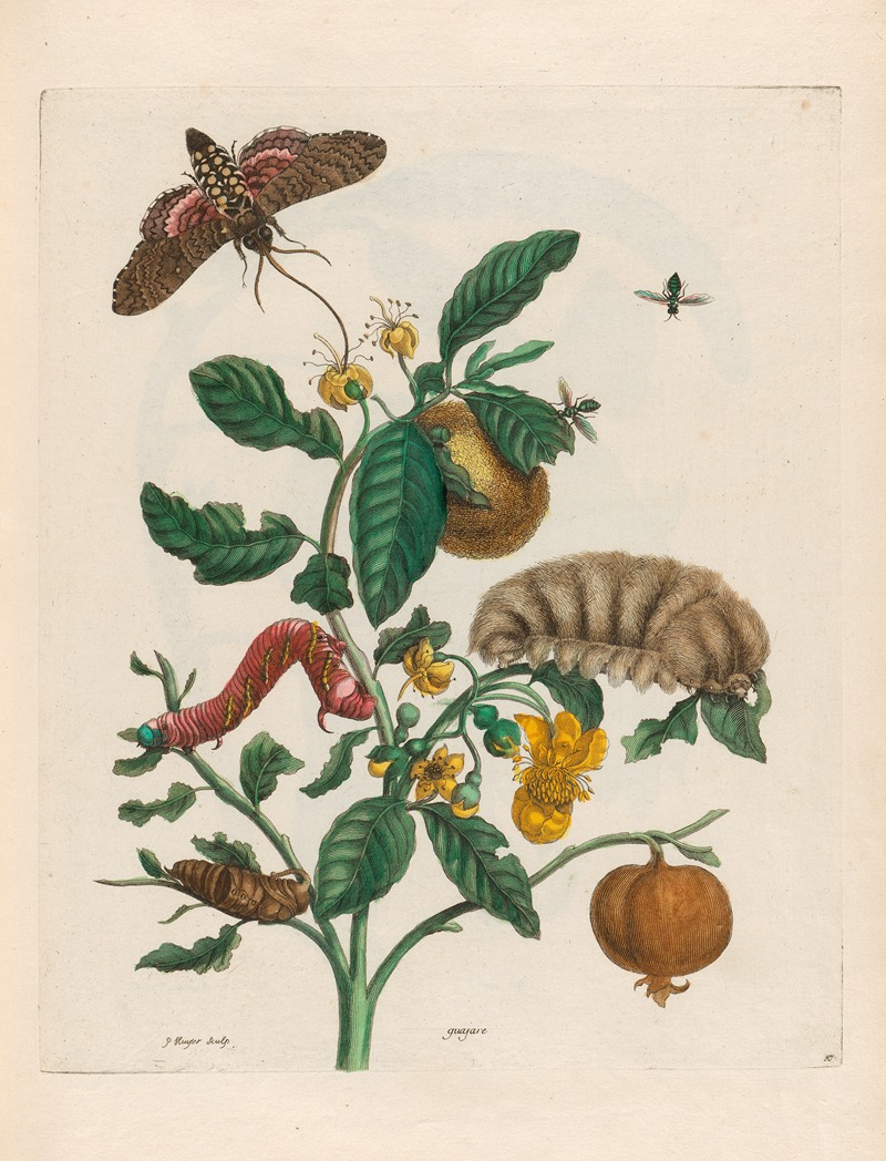 Maria Sibylla Merian - Guajare