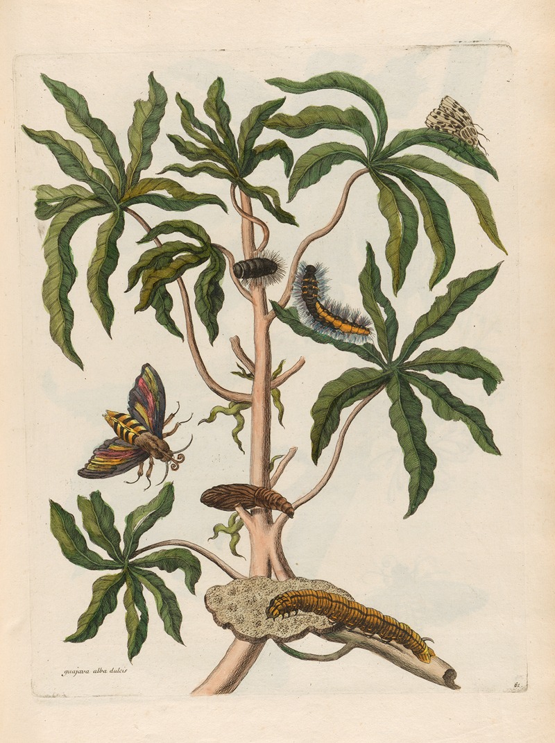 Maria Sibylla Merian - Guajava alba dulcis