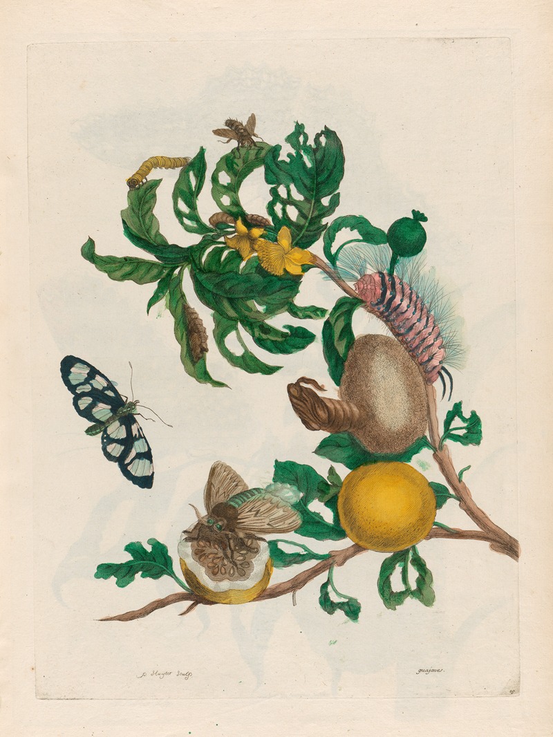 Maria Sibylla Merian - Guajaves