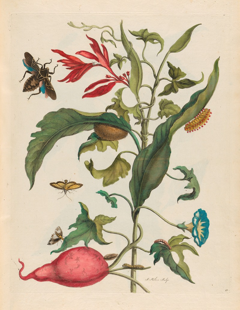 Maria Sibylla Merian - Ipomoea batatas and Heliconia psittacorum