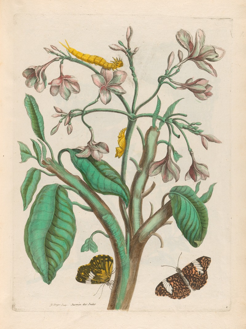 Maria Sibylla Merian - Jasmin des Indes