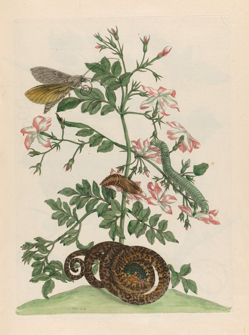 Maria Sibylla Merian - Jasminum grandiflorum