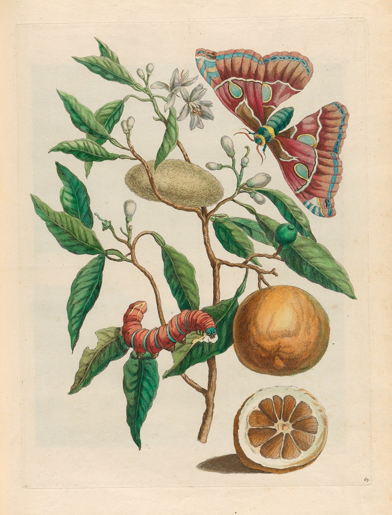 Maria Sibylla Merian - Lemon