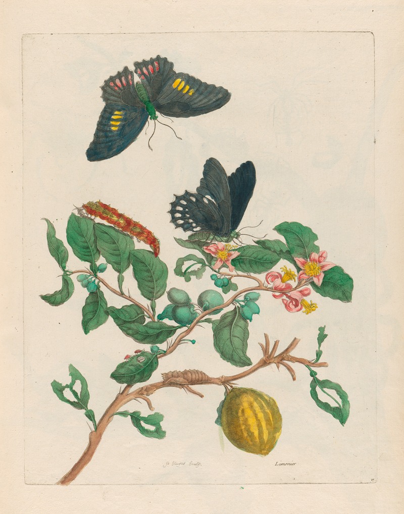 Maria Sibylla Merian - Limonier