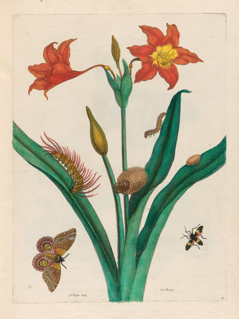 Maria Sibylla Merian - Lis Rouge