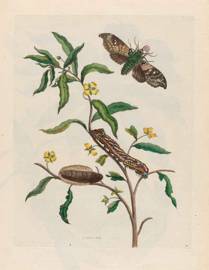 Maria Sibylla Merian - Ludwigia octovalvis