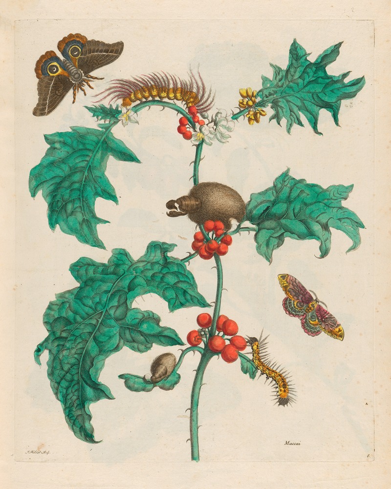 Maria Sibylla Merian - Maccai