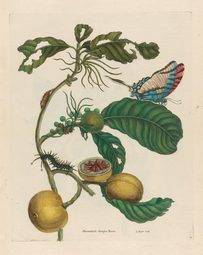 Maria Sibylla Merian - Marmelade doosjes Boom